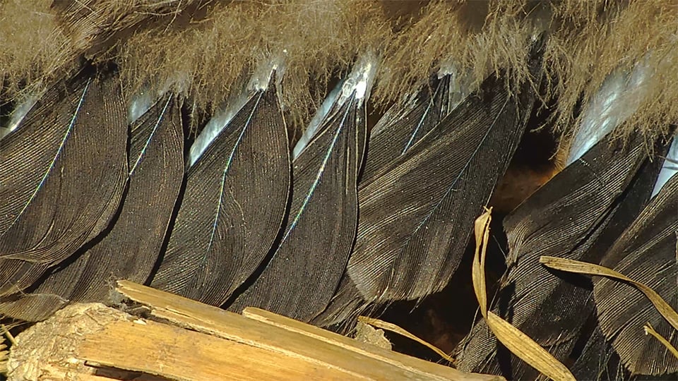 April 24, 2024: A very close look at pinfeathers emerging from keratin sheaths. Pinfeathers need blood while they are growing. The sheaths protect them from damage and breaking as they emerge.