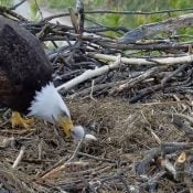 April 4, 2024: Feeding T1 at Trempealeau