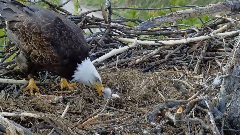 April 4, 2024: Feeding T1 at Trempealeau