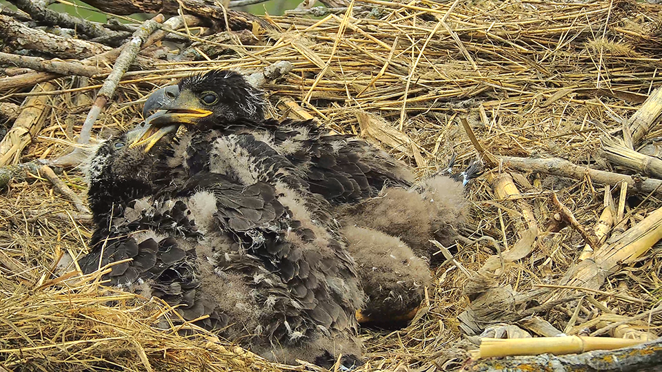 May 29, 2024: A delightful eaglet cuddle puddle!