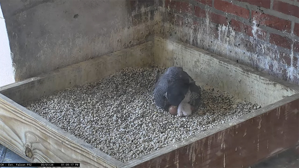 May 1, 2024: Hatch has started at the Dubuque County Courthouse!