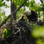 May 11, 2024: Mom feeding D40