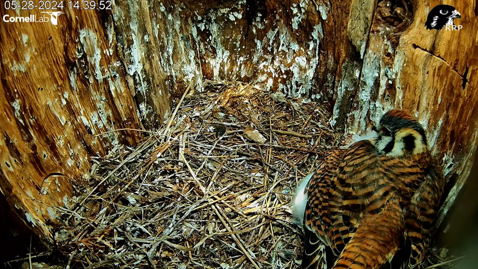 May 28, 2024: How do you brood your young when they are collectively larger than you?