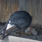 May 14, 2024: Peregrine Falcon hatchlings at Xcel Energy's Allen S. King plant