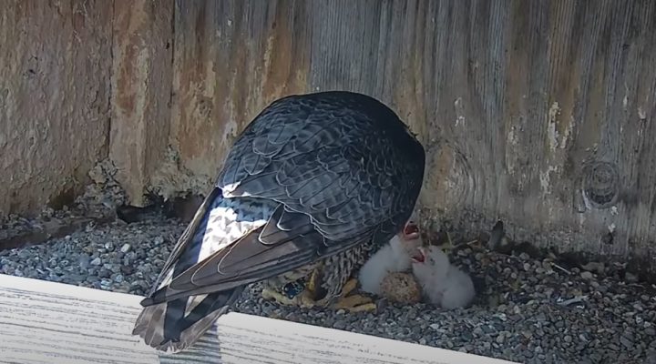 May 14, 2024: Peregrine Falcon hatchlings at Xcel Energy's Allen S. King plant