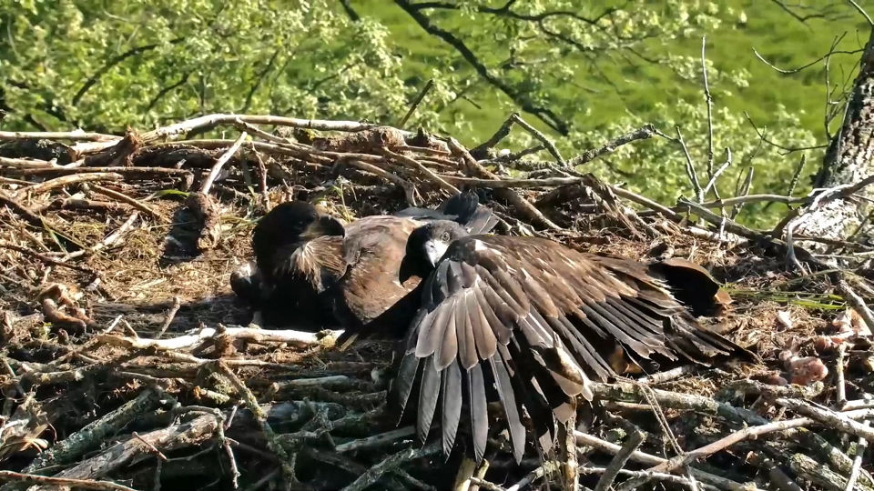 May 27, 2024: Siblings are for snuggles! Now that DN17 and DN18's nest time is nearly over, I find their sibling relationship especially poignant. 