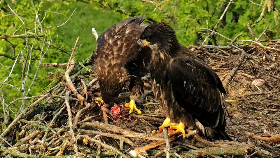 May 28, 2024: Nest School is in session! DN17 and DN18 are refining their eagle table manners - an important skill for Eagle College! Professors and students aren't as forgiving there. 