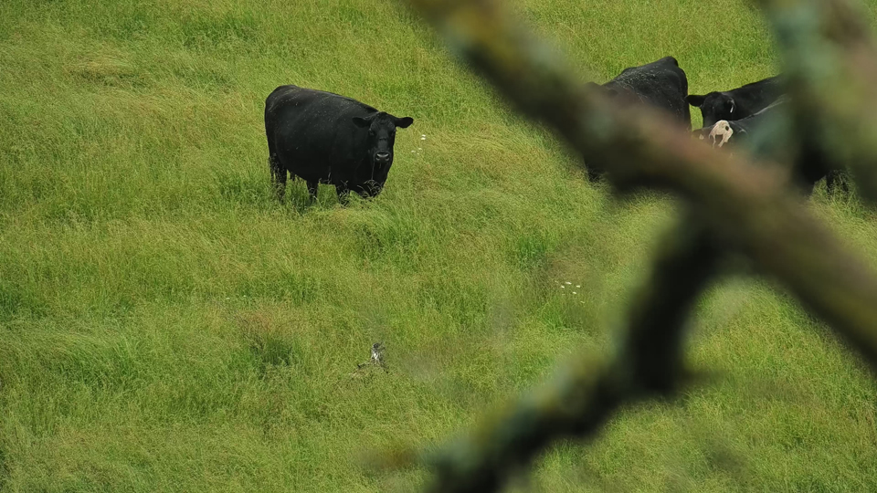 une 16, 2024: The cows appear curious about DN18, who is just barely visible in the grass. Newly grounded flyers sometimes appear incapable of movement as they adjust to a very sudden and - in this case - unexpected transition to the ground!