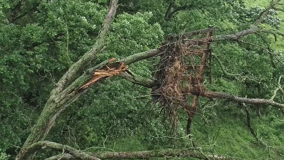 June 16, 2024: The North Nest has fallen.
