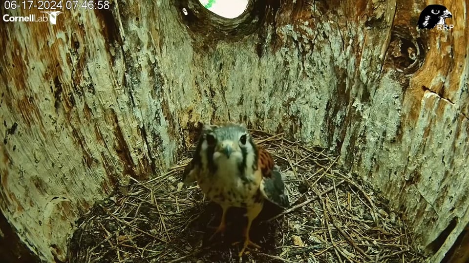 June 17, 2024: This American kestrel appear to be saying goodbye before it fledged - the last to do so!