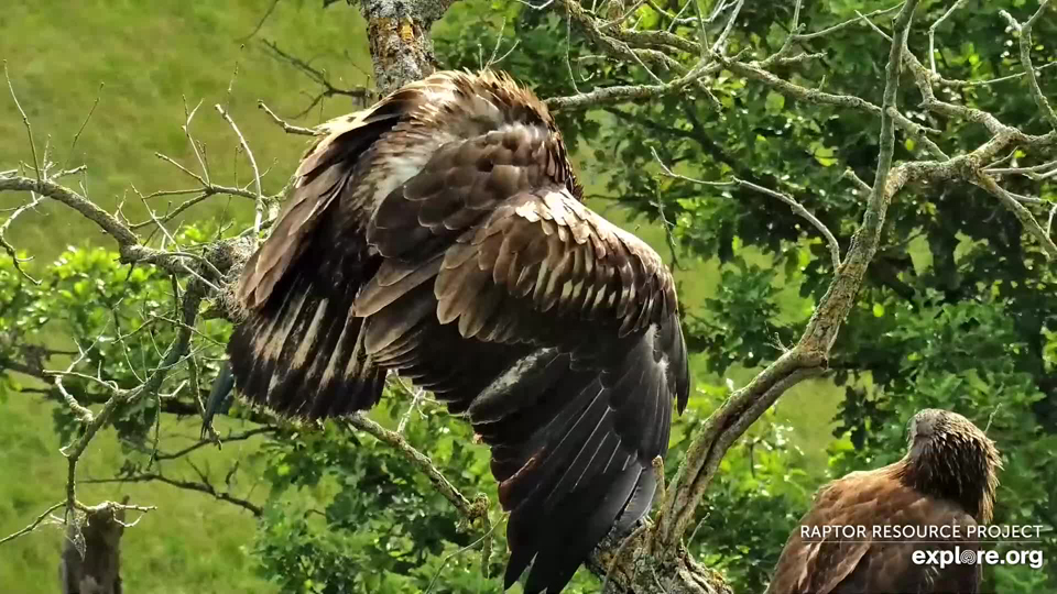 June 18, 2024: DN18 and DN17 don't need a nest to practice their eagle table manners!
