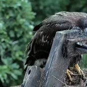 June 23, 2024: The nest's framework makes a most unusual pillow for DN17!