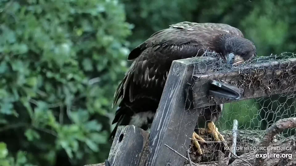 June 23, 2024: The nest's framework makes a most unusual pillow for DN17!