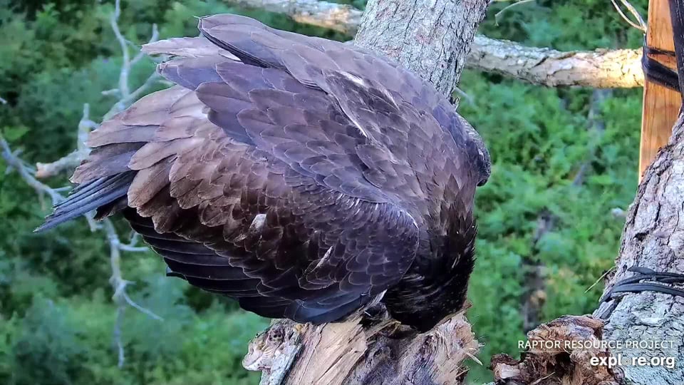 June 24, 2024: Another look at DN17. The fledglings did a wonderful job practicing their eagle table manners today! 
