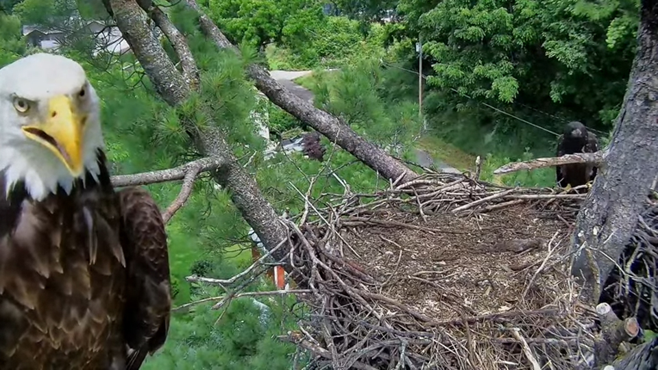 June 24, 2024: It's time for a selfie! Mrs. T and one of the eaglets just visible behind the tree's trunk.