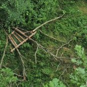 June 26, 2024: The limb and nest on the ground beneath the tree.