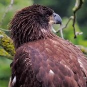 DN17 at the North Nest: growing, learning, and adapting. I love this stage of eagle life!