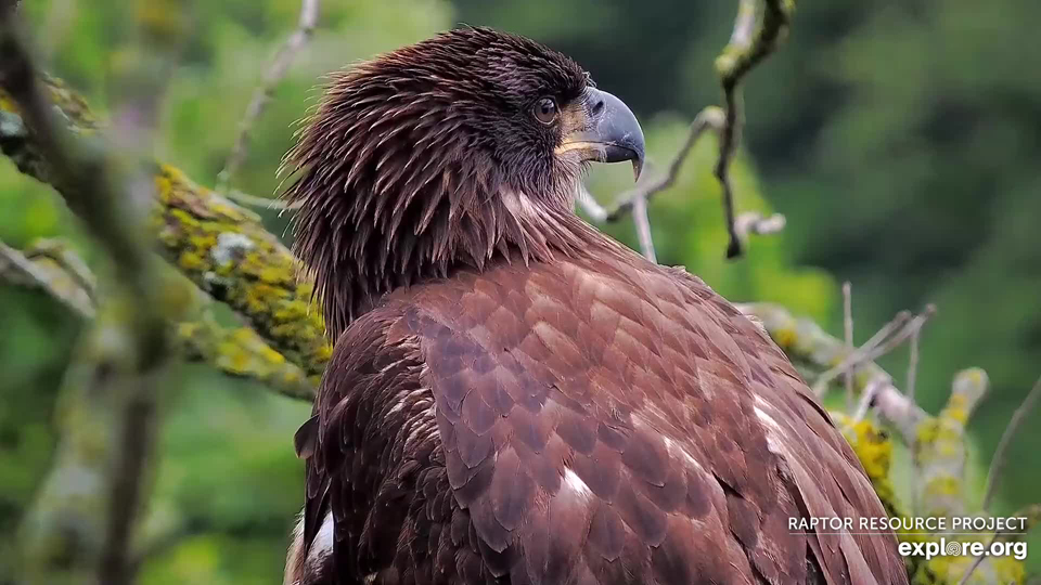 DN17 at the North Nest: growing, learning, and adapting. I love this stage of eagle life!