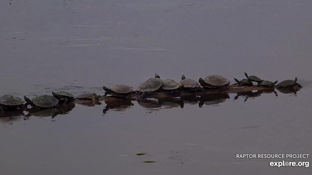 June 24, 2024: It's a turtle parade! I know this isn't an eagle, but I couldn't resist!