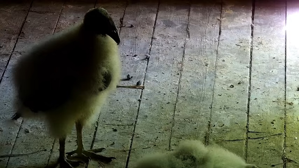 The vulturettes, or bits, in the loft. We're doing our best to keep up with them now that they are highly mobile. We saw some very cute allopreening this afternoon!