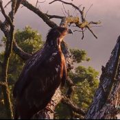 July 12, 2024: A beautiful misty morning in the valley of the Norths. We're starting to see a little less of the terrific two on camera as they expand their wanderings...and some visitors to the valley as well!