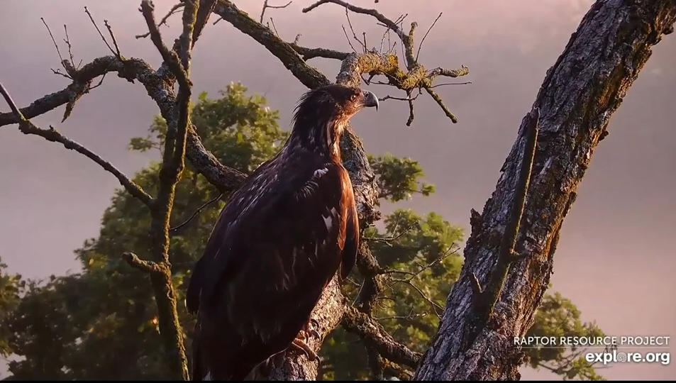 July 12, 2024: A beautiful misty morning in the valley of the Norths. We're starting to see a little less of the terrific two on camera as they expand their wanderings...and some visitors to the valley as well!