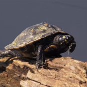 July 10, 2024: Turtle Yoga
