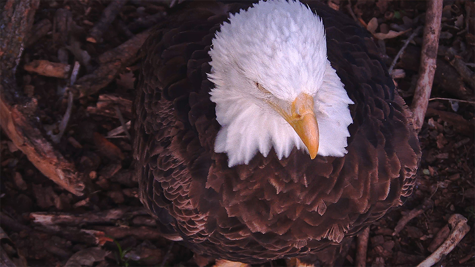 Raptor Resource Project Bald Eagle and Bird of Prey Cams