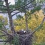 October 24, 2024: The Trempealeau Eagles are also busy with nestorations. Watch here: https://www.raptorresource.org/trempealeau-eagles/