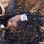 October 25, 2024: DNF in the North Nest.