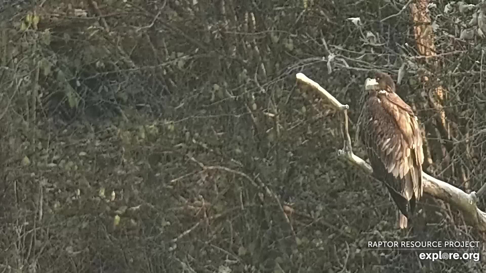A juvenile bald eagle on November 1st.