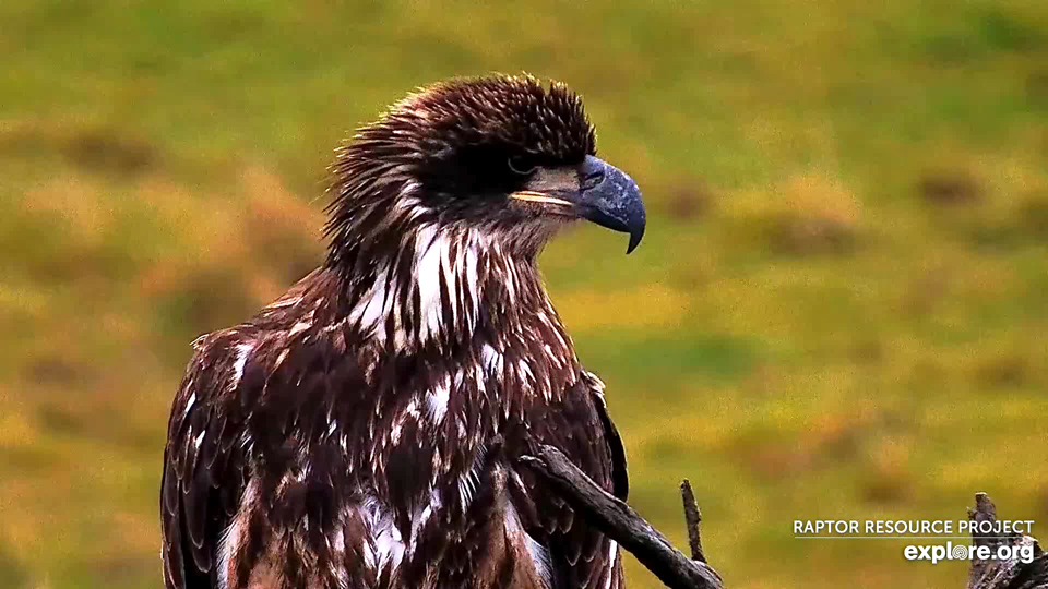 A subadult near the North Nest: one of at least eight visitors that we counted on Sunday.