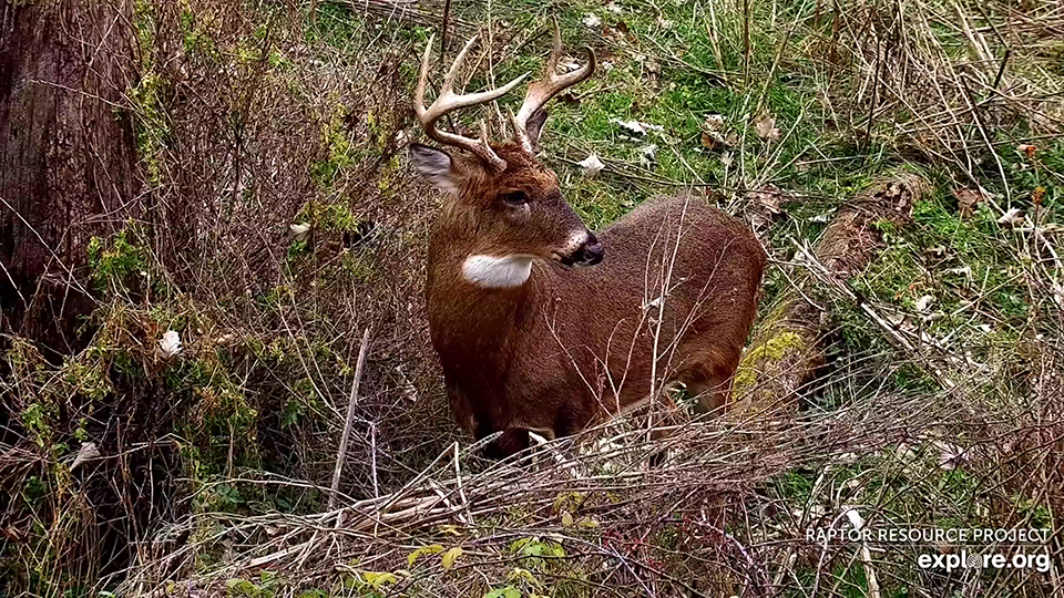 November 14, 2024: A handsome buck steals the spotlight!