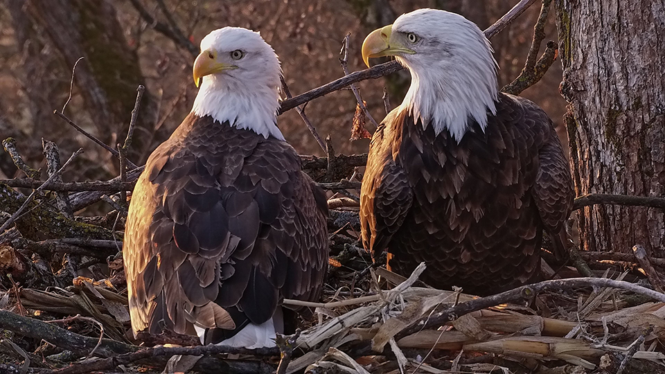 November 15, 2024: Nest improvement with Mr. North and DNF!