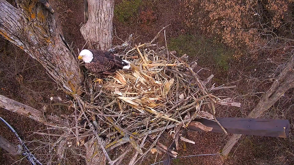 November 15, 2024: Installing new flooring. The North Nest looks cozy enough to nap in!