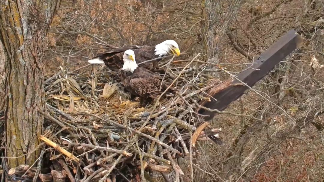 November 24, 2024: DNF dresses Mr. North in her favorite stick! More seriously, the two brought in an incredible 32 sticks into the nest between sunrise on Friday morning and sunset on Friday night, along with a whole bouquet of cornhusk roses, stalks, and grass!