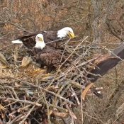 November 24, 2024: DNF dresses Mr. North in her favorite stick! More seriously, the two brought in an incredible 32 sticks into the nest between sunrise on Friday morning and sunset on Friday night, along with a whole bouquet of cornhusk roses, stalks, and grass!