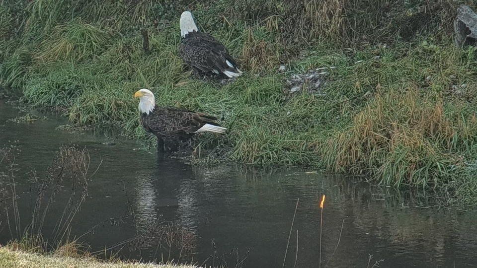 November 8, 2024: DNF and Mr. North washing up after a snack!