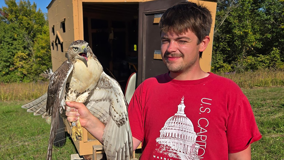 Intern Owen and a Red-tailed Hawk