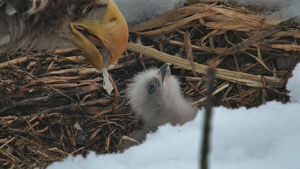 Decorah North Calendar: first feeding!