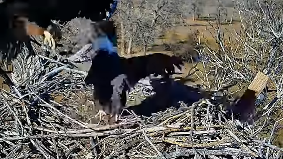 November 14, 2024: Check out that booted leg. My eye was initially captured by the size of the foot. I didn't see th booted leg until I slowed the video down. 