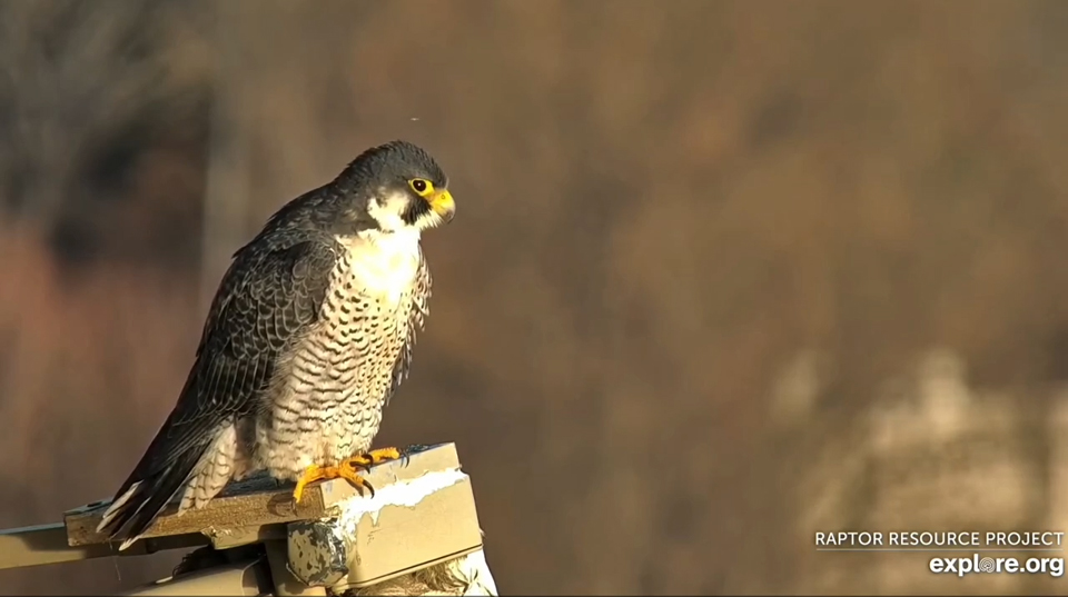 November 8, 2024: Zazu at Great Spirit Bluff