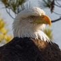 Mrs. T is ready for her headshots! Watch the Trempealeau eagles here: https://www.raptorresource.org/trempealeau-eagles/