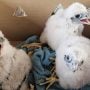 Awww, look at the Dairyland Power Alma babies! Alma is our most productive site and will probably top 100 falcons in the next two years.