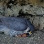 Falcon Elsa with her eggs at Castle Rock. That camera can be watched here: https://www.raptorresource.org/birdcams/castle-rock-falcons/.