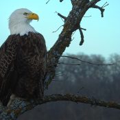 Giving Tuesday 2024 Image