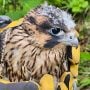 Banding at Homer Bluff in Homer, MN. The falcons surprised us with a new schedule this year! We’ll move this site earlier on the list next year.