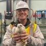 Banding falcons with Lucas at Xcel Energy’s Allen S. King plant in Oak Park Heights, MN. It all started here!