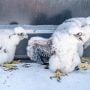 Nestling falcons at Xcel Energy’s High Bridge plant in St. Paul, MN.