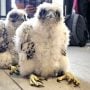 We banded in the lobby of the US Bank building in La Crosse, WI. It was delightful to have children see and name the nestling falcons, and the people in and around the neighborhood do an excellent job of watching out for them.